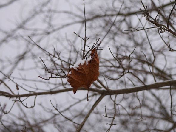 Leaf in snowy forest in Hunt Valley Maryland by Charlie Bertsch